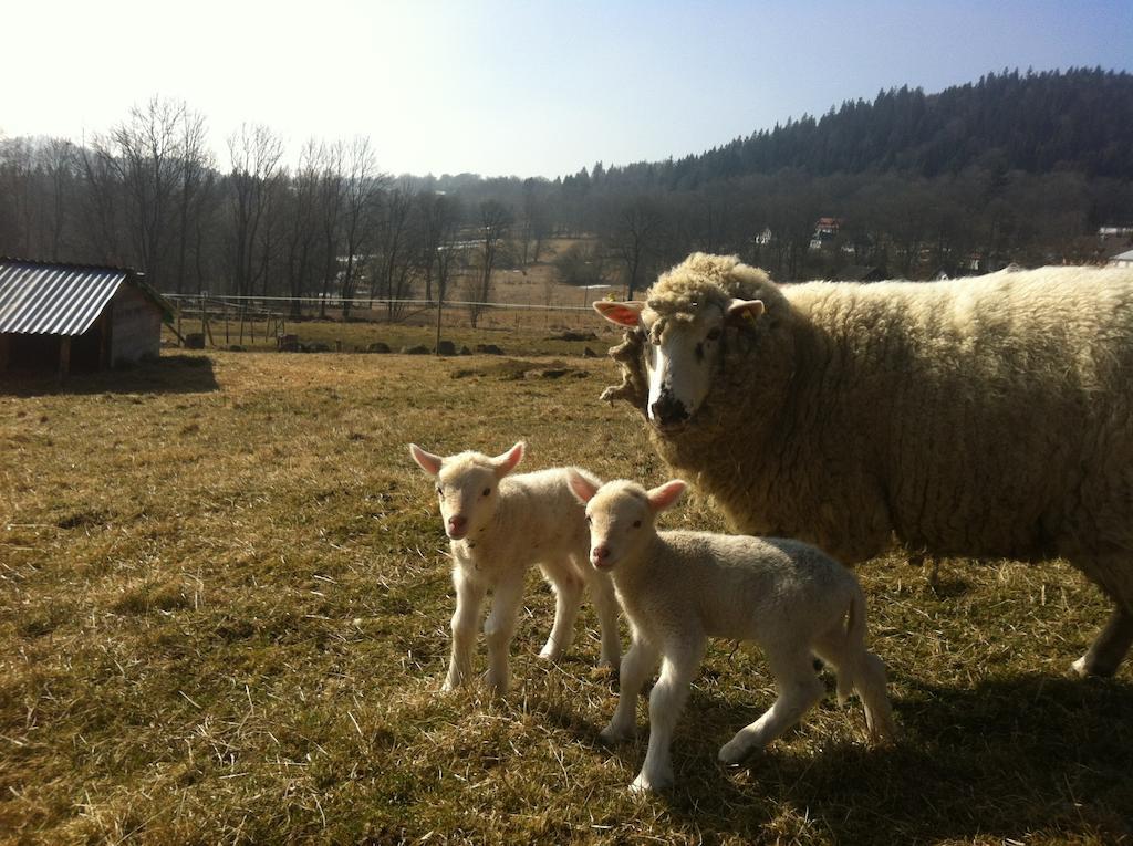 Penzion Farma Zleby Ceske Zleby ภายนอก รูปภาพ